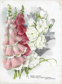 Digitalis - antique botanical print