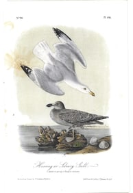 Herring or Silvery Gull - original Audubon print