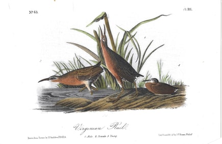 Virginian Rail - original Audubon print