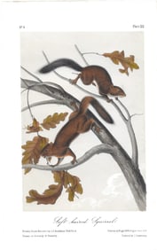 Soft haired Squirrel - original Audubon printr