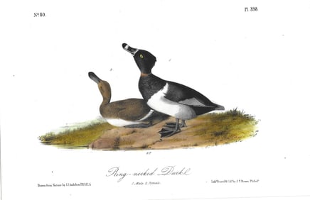 Ring-necked Duck - original Audubon print