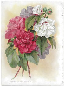 Althea - antique botanical print