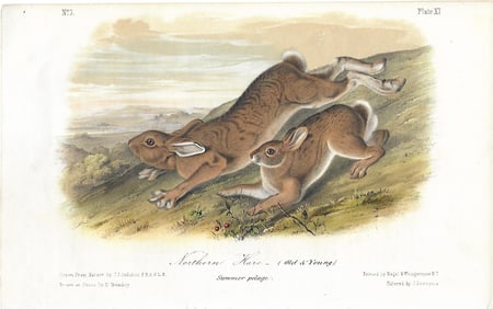 Northern Hare (old & young) - original Audubon print