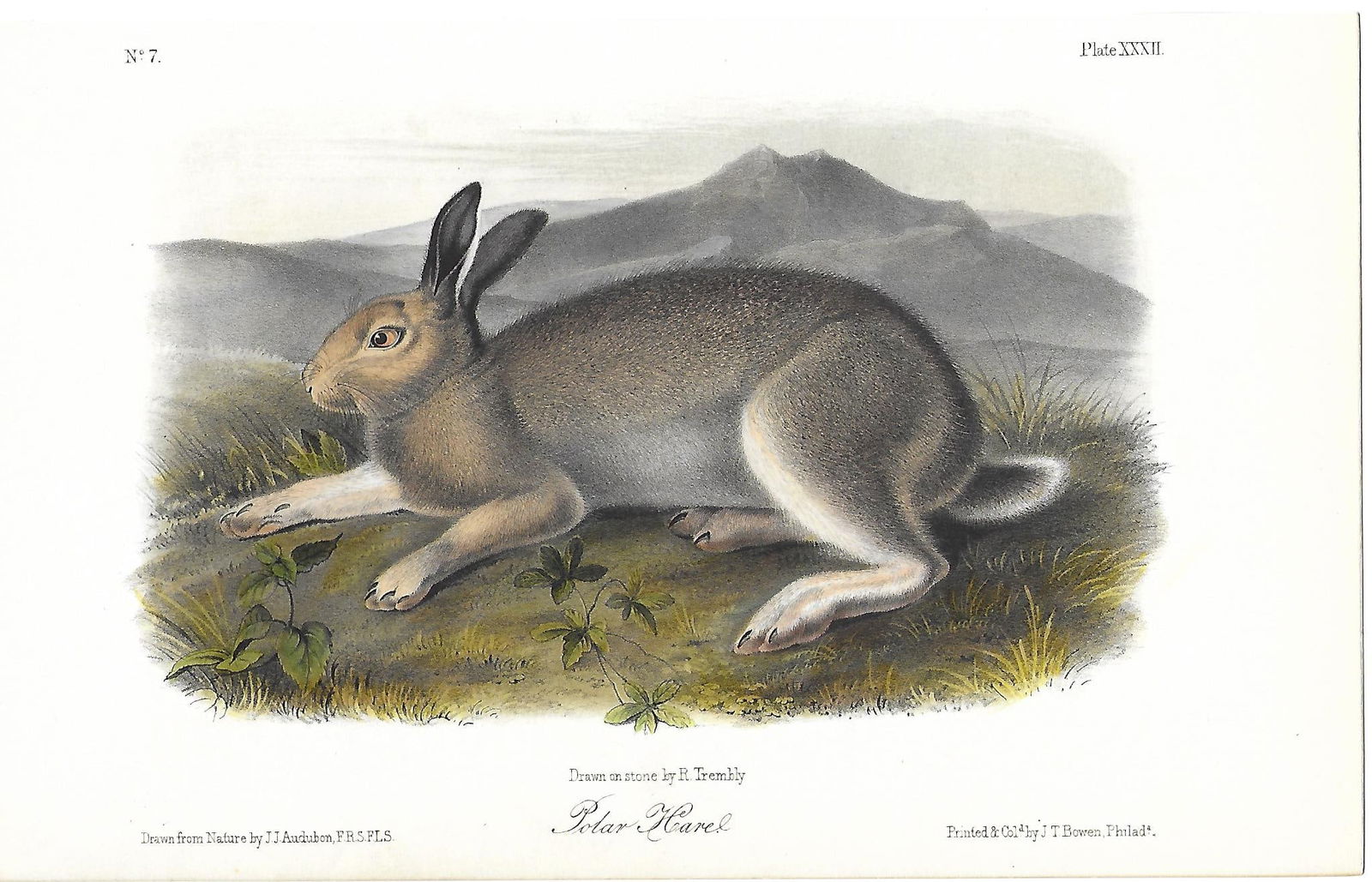 Polar Hare - original Audubon print (1 of 1)