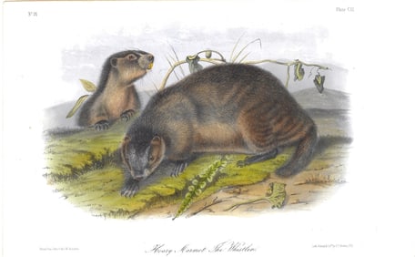 Hoary Marmot - The Whistler -original Audubon print