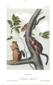 Douglass Squirrel - original Auduboon print