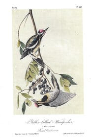 Yellow-billed Woodpecker - original Audubon print