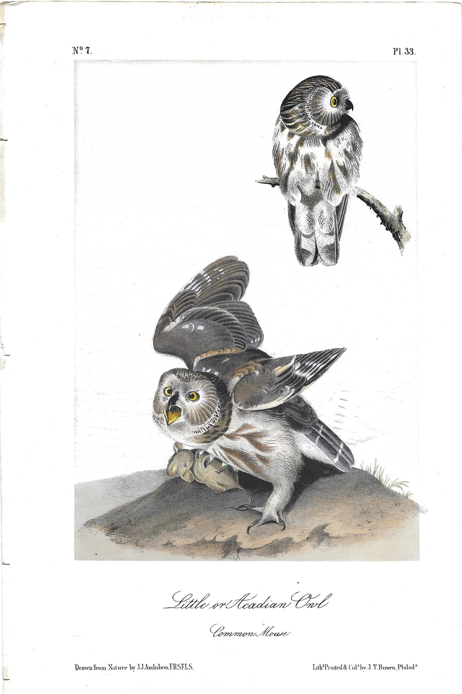 Litttle or Acadian Owl - originalk Audubon print: Lot Title: Litttle or Acadian Owl - originalk Audubon print Author/Artist: J. J. Audubon Date: 1871 Source: "Birds of America" Size/Format: 10.5 x 6.75 inches Process: Hand-colored Lithograph Addition