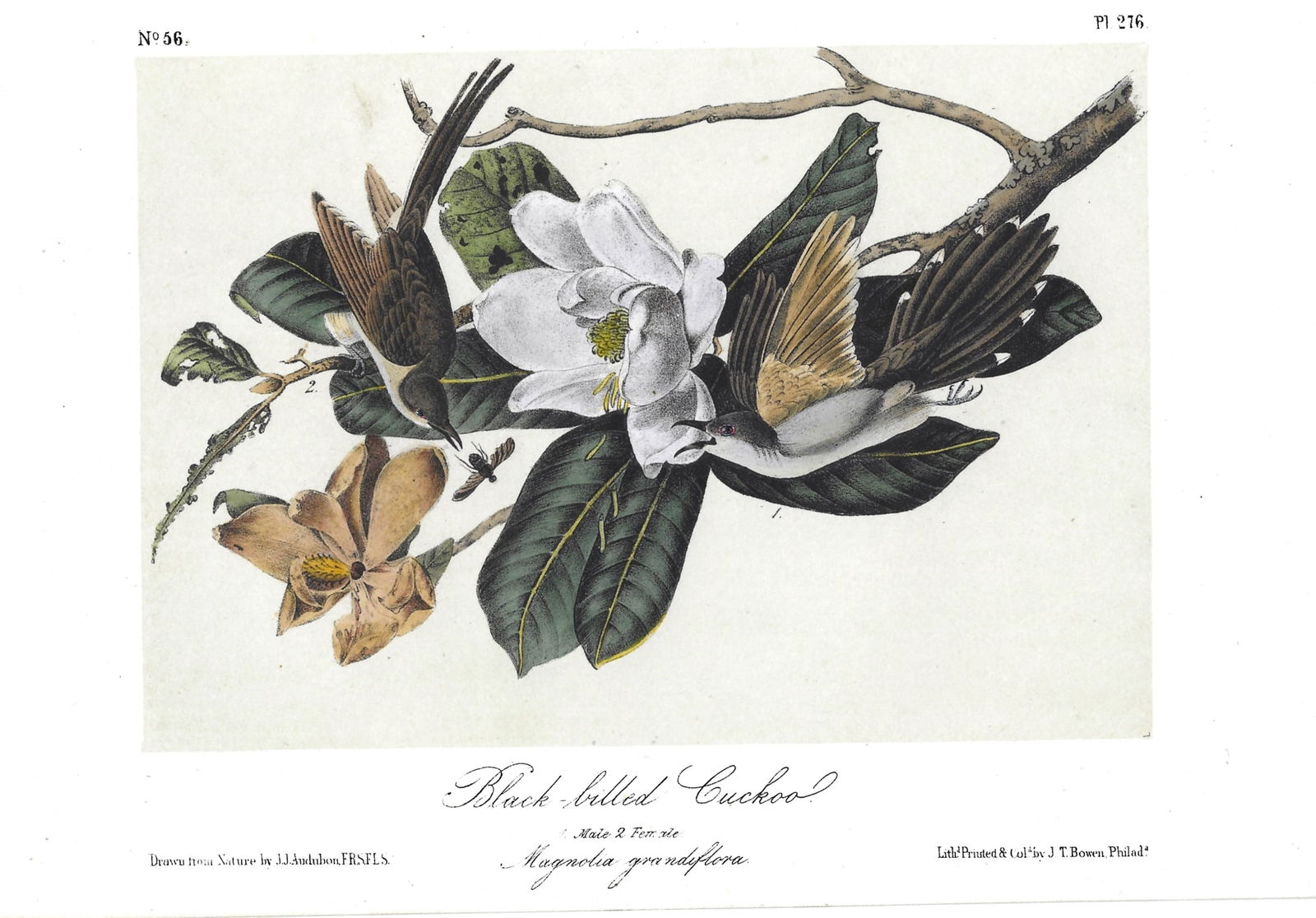 Black-billed Cuckoo - original Audubon print (1 of 1)