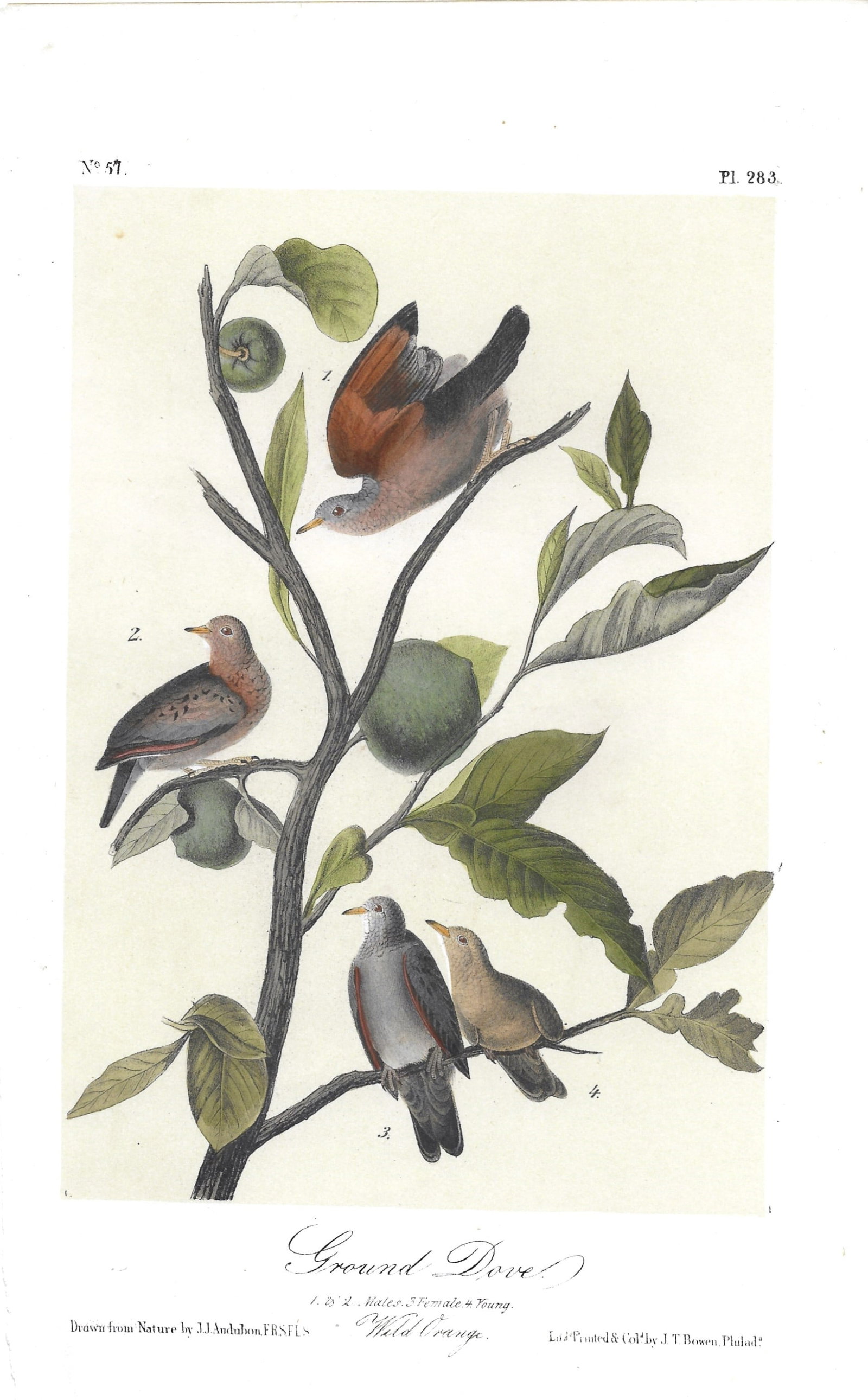 Ground Dove - orriginal Audubon print: Lot Title: Ground Dove - orriginal Audubon print Author/Artist: J. J. Audubon Date: 1871 Source: "Birds of America" Size/Format: 10.5 x 6.75 inches Process: Hand-colored Lithograph Additional Informat