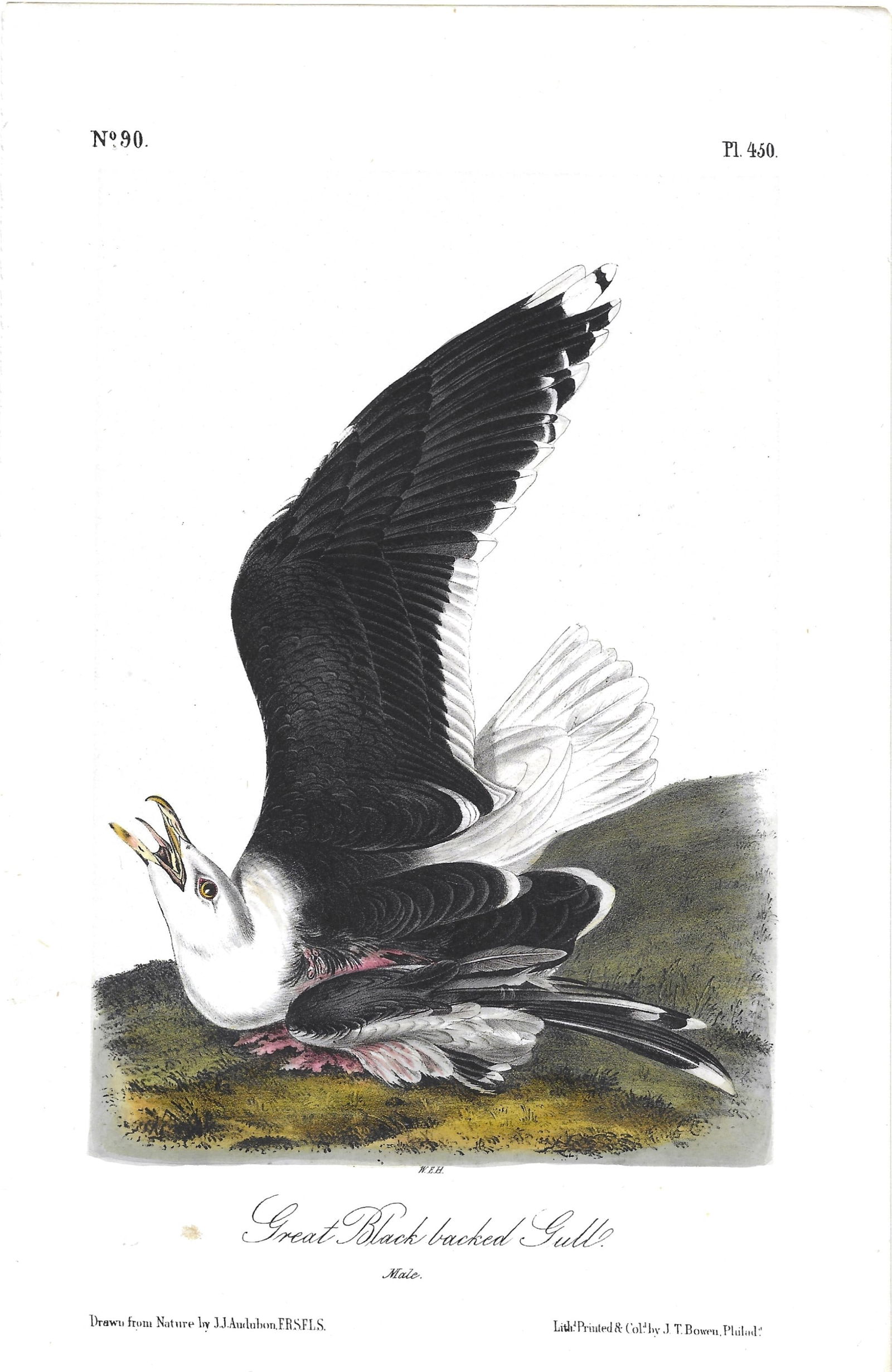 Great Black-backed Gull - orignal Audubon print (1 of 1)