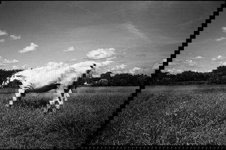 White Horse, Candes Saint Martin, France - Silver Gelatin: Title: White Horse, Candes Saint Martin, France - Silver Gelatin Photograph - Limited Edition of 10 Artist: Paul Cooklin Origin: United Kingdom Medium: Photography, Black & White on Paper Dimensions: