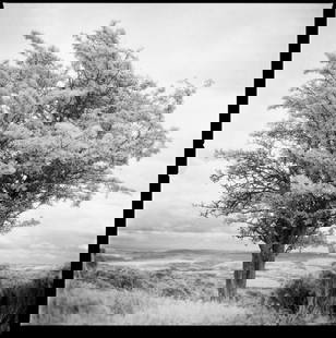 Edition 2/10 -Tree, Exmoor [Infrared Film] - Silver Gelatin: Title: Edition 2/10 -Tree, Exmoor [Infrared Film] - Silver Gelatin Photograph Artist: Paul Cooklin Origin: United Kingdom Medium: Photography, Gelatin on Paper Dimensions: 16 W x 20 H x 0.1 D in Note