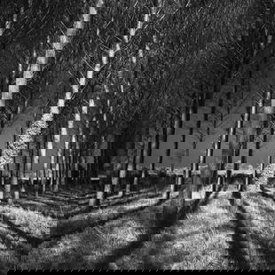 Shadows, Wickham Skeith, Suffolk [Infrared Film] - Silver Gelatin: Title: Shadows, Wickham Skeith, Suffolk [Infrared Film] - Silver Gelatin Photograph - Limited Edition of 10 Artist: Paul Cooklin Origin: United Kingdom Medium: Photography, Gelatin on Paper Dimensions