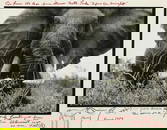Peter Beard Elephant Print