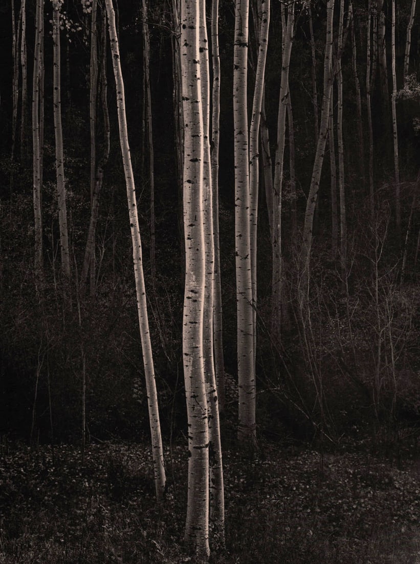 ANSEL ADAMS - Aspens, New Mexico, 1958: Artist: ANSEL ADAMS Print Title: Aspens, New Mexico, 1958 Medium: Photolithograph Printed 1981 in the US Image Size: approx. 11 x 9” Ansel Easton Adams (1902 – 1984),was an American landsc