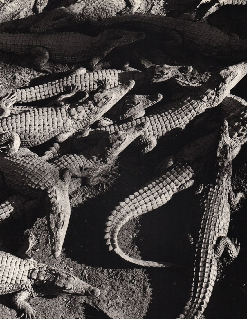GIAN PAOLO BARBIERI - Crocodile Farm, Madagascar (1 of 1)
