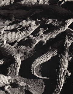 GIAN PAOLO BARBIERI - Crocodile Farm, Madagascar: Artist: GIAN PAOLO BARBIERIPrint Title: Crocodile Farm, MadagascarMedium: Photo-engravingPrinted in 1990'sPrinted in ItalyImage Size approx: 10 x 13 inches Gian Paolo Barbieri (b. 1938) first worked