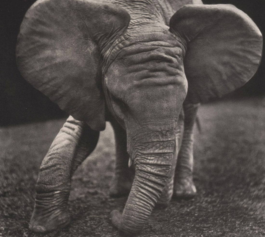 HEDDA WALTHER - African Elephant (calf): Artist:HEDDA WALTHER Print Title: African Elephant (calf) Medium: Rare, vintage Photoengraving Printed 1930’s in Germany Image size (inches) approx. 5.5 x 6” COA Included Reserve: $40.00 S