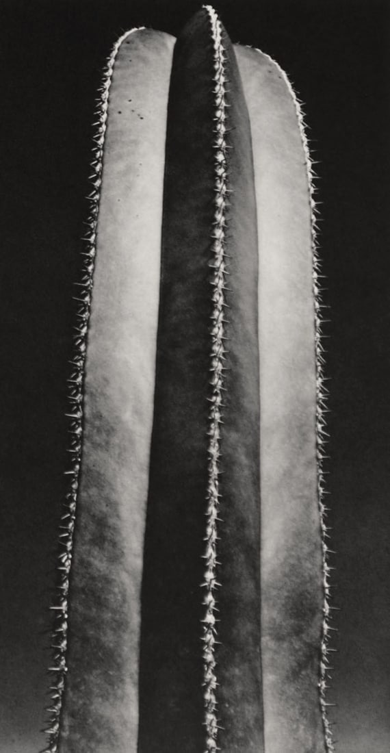 BRETT WESTON - Cactus, 1933 (1 of 1)