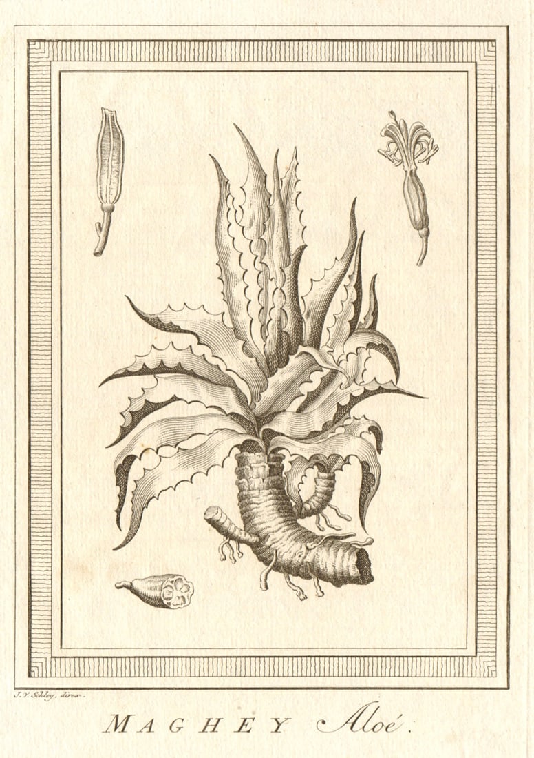 Maghey Aloé'. Mexico. Aloe plant. SCHLEY 1762 old antique print picture: CAPTION PRINTED BELOW PICTURE: Maghey Aloé [Aloe plant] DATE PRINTED: 1762 IMAGE SIZE: Approx 20.5 x 14.5cm, 8 x 5.75 inches (Medium) TYPE: Antique copperplate print CONDITION: Good; suita