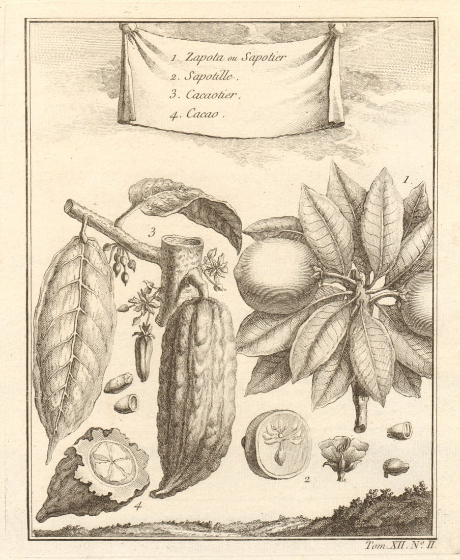 Casimiroa. White/mamey sapote, soapapple or Mexican apple. Cocoa. Mexico 1754: CAPTION PRINTED BELOW PICTURE: 1. Zapota ou Sapotier 2. Sapotille 3. Cacaotier 4. Cacao [1. Casimiroa tree 2. white sapote, soapapple, or Mexican apple 3. Cocoa tree 4. Cocoa] DATE PRINTED: 1754 IMAGE