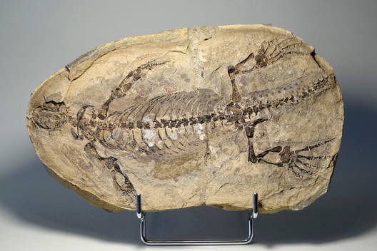 Rocks, Minerals & Fossils