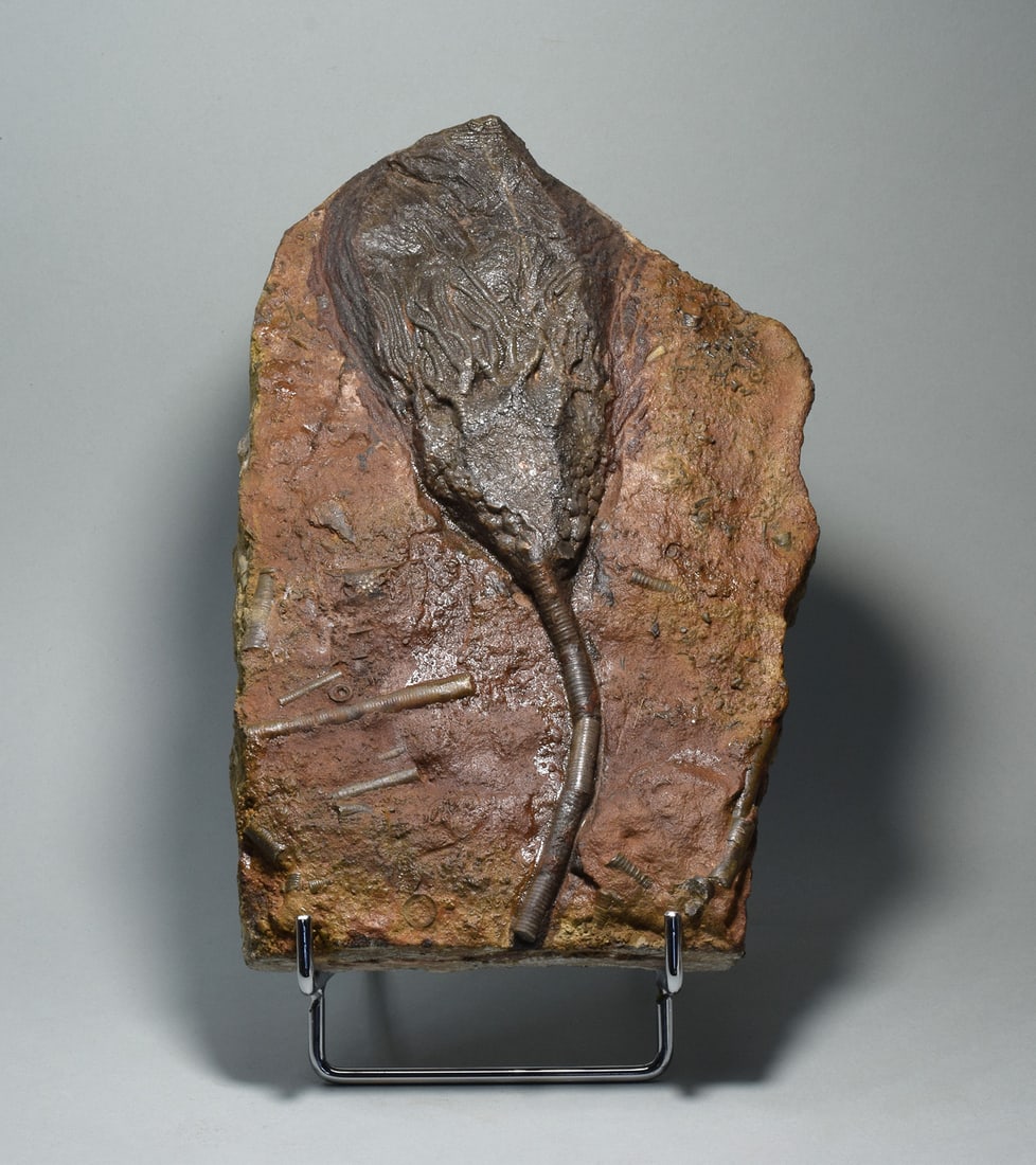 Nice crinoid on slab - Scyphocrinites elegans: Title: Nice crinoid on slab - Scyphocrinites elegans Origin: Morocco Size: 22 x 14 cm Description: Species: Scyphocrinites elegans Age: Silurian Locality: Morocco Measurements: c. 22 x 14 cm Weight: 1
