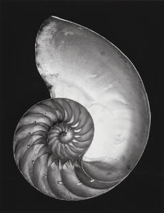 Edward Weston Shell Print: Description: Edward Weston Shell Print mounted onto plyboard and measuring at 8x10 inches Date: Unknown Material: Fine Art Paper & Plyboard Additional Information: Reproduction Reserve: $50.00 Shippin