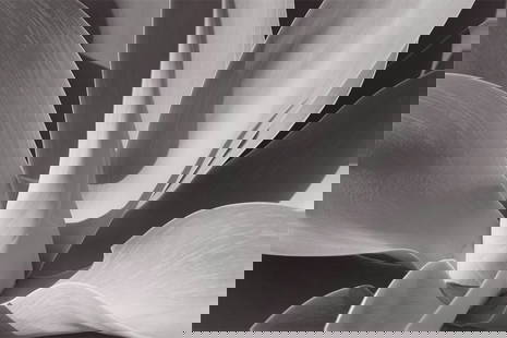 Agave By Stuart Möller: Description "Agave" By Stuart M&#246;ller Agave succulent. (Photo Stuart Christian M&#246;ller). Unframed Archival Pigment Print Print Size: 30 x 40" / 76 x 101cm Signed and numbered by the artist. Pr