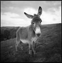 Barnaby the Donkey, Devon - Silver Gelatin