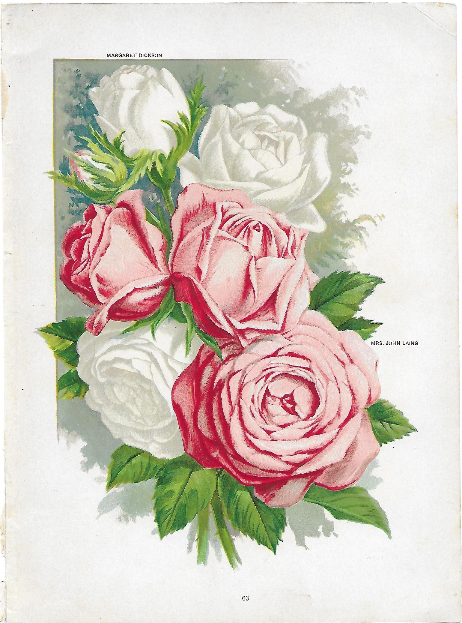 Roses - two varieties - print from antique nursery catalog