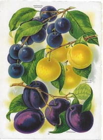 Plum varieties - from antique nursery catalog