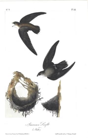 American Swift & Nests - original Audubon print