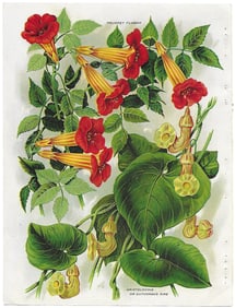 Trumpet Flower - print from antique nursery catalog