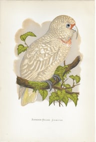 Slender-billed Cockatoo = antique print