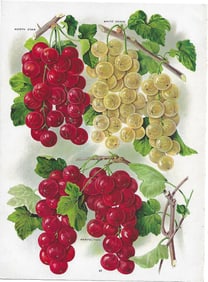 Currants - varieties from antique nursery catalog