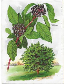 Cornus sanguinea - Dogwood - print from antique nursery catalog