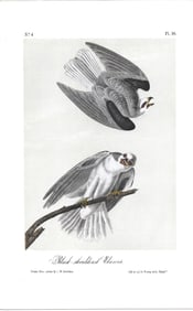 Black-shouldered Elanus - oriiginnal Audubon print