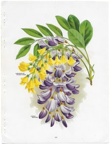 Wisteria - print from antique nursery catalog