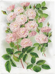 Roses - Lady Gay - print from antique nursery catalog