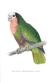 Red-throated white-fronted Amazon - antique print
