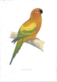 Sun Parakeet - antique print