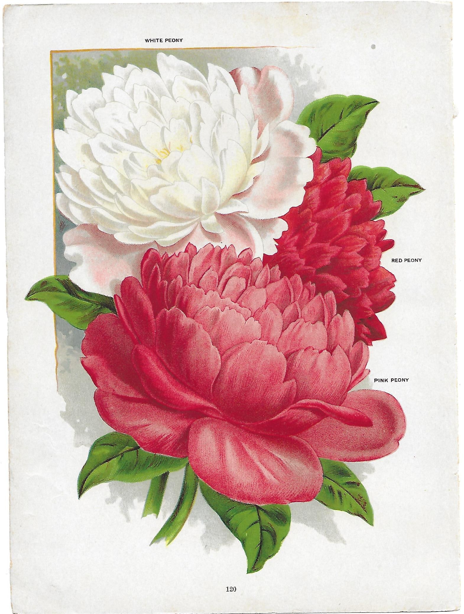 Peony varieties - print from antique nursery catalog