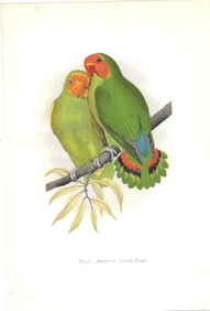 West African Love-Bird