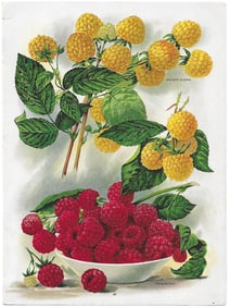 Raspberries - print from antique nursery catalog
