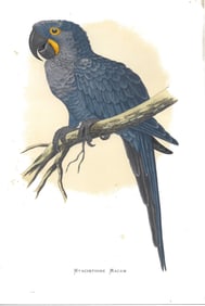 Hyacinth Macaw = antique print