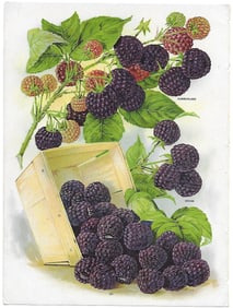 Raspberries - print from antique nursery catalog