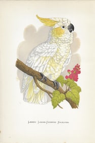 Lesser Lemon-Crested Cockatoo - antique print