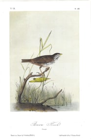 Brown Finch - original Adubon print